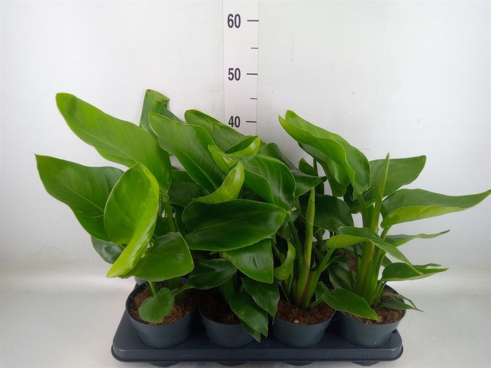 <h4>Strelitzia nicolai</h4>