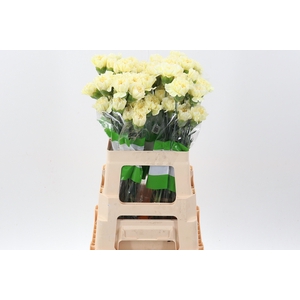 Di St Polimia 60cm