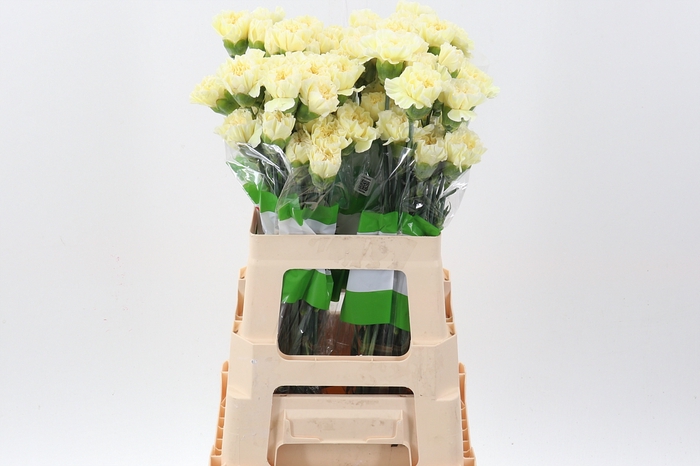 <h4>Di St Polimia 60cm</h4>