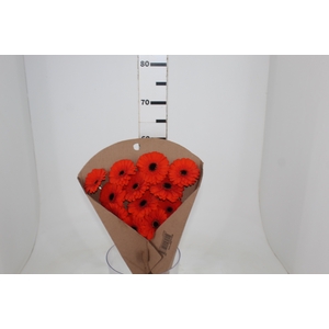 GERBERA PRESTIGE <10 CM DIAM <050 CM LARANJA