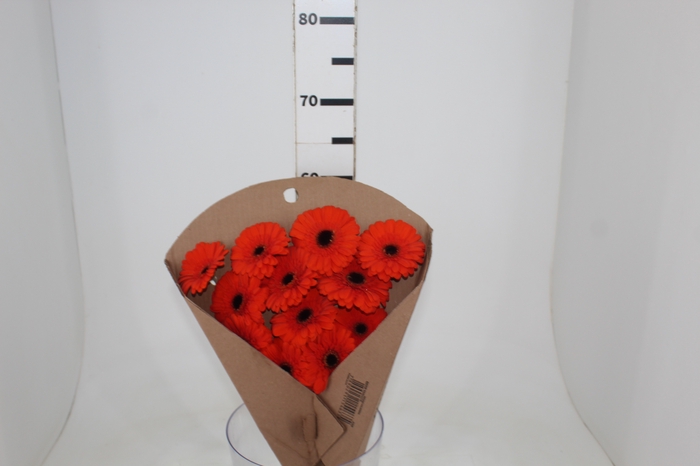 GERBERA PRESTIGE <10 CM DIAM <050 CM LARANJA