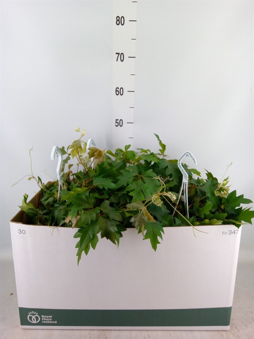 <h4>Cissus rhombifolia 'Ellen Danica'</h4>
