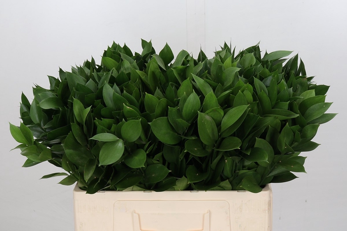 <h4>Ruscus Israel</h4>