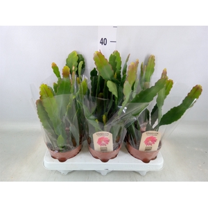 Epiphyllum   ...