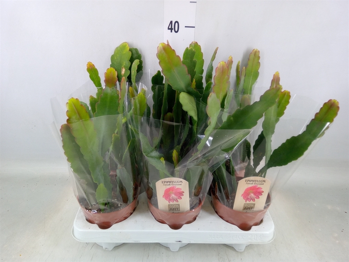 <h4>Epiphyllum   ...</h4>