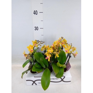 Phalaenopsis ...mini