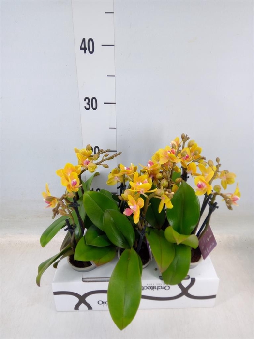 <h4>Phalaenopsis   ...mini</h4>