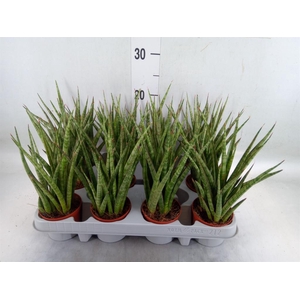 Sansevieria   ...