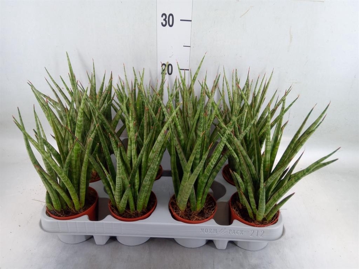 <h4>Sansevieria   ...</h4>