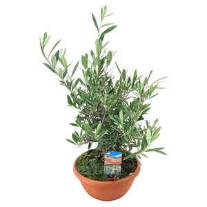 Olea europaea