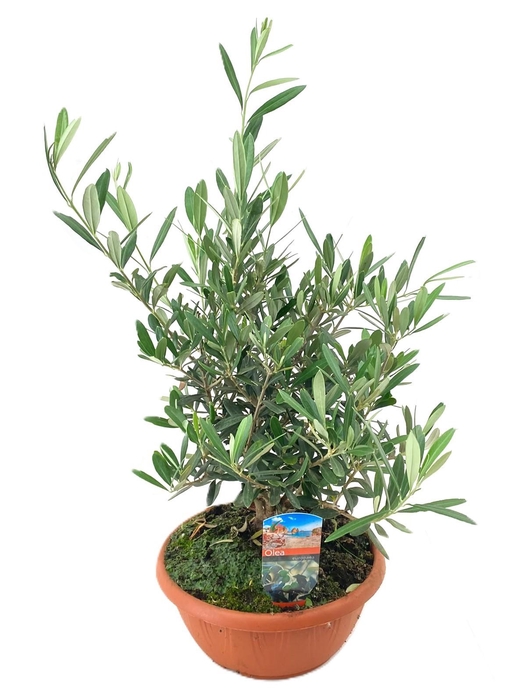 <h4>Olea europaea</h4>
