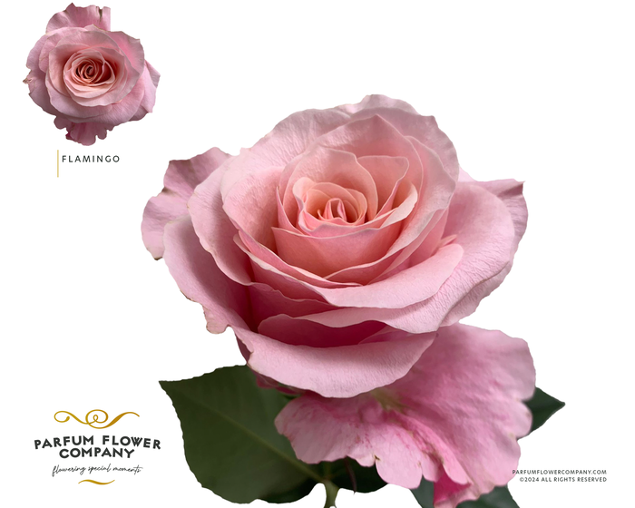 Rosa Premium Flamingo