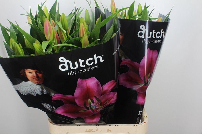 <h4>Li Ot Dalian 5+</h4>