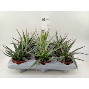 Agave filifera