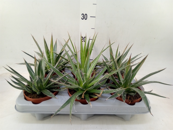 <h4>Agave filifera</h4>