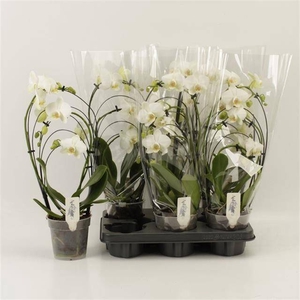 PHAL OV