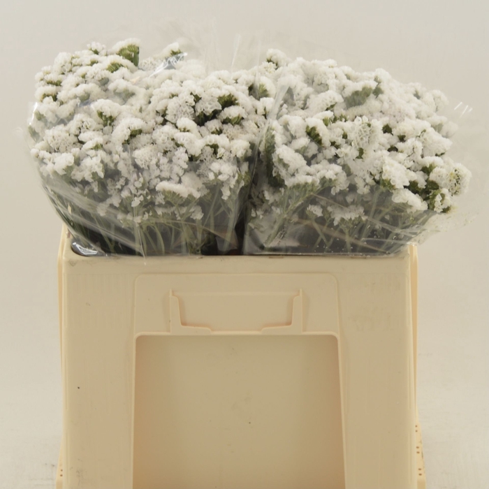<h4>Statice White Starlight Wings</h4>