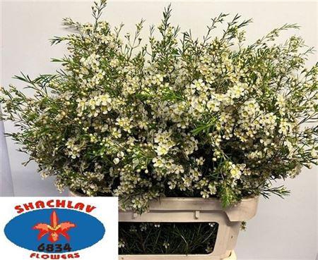 <h4>Chame Un Majest Whit ofir</h4>