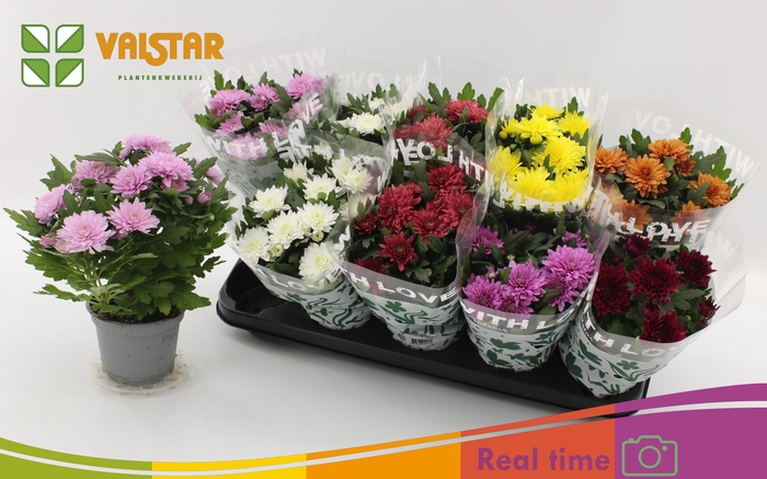 <h4>CHRYS GEM 7 KL</h4>