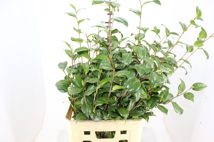 FOLHAGEM CAMELIA