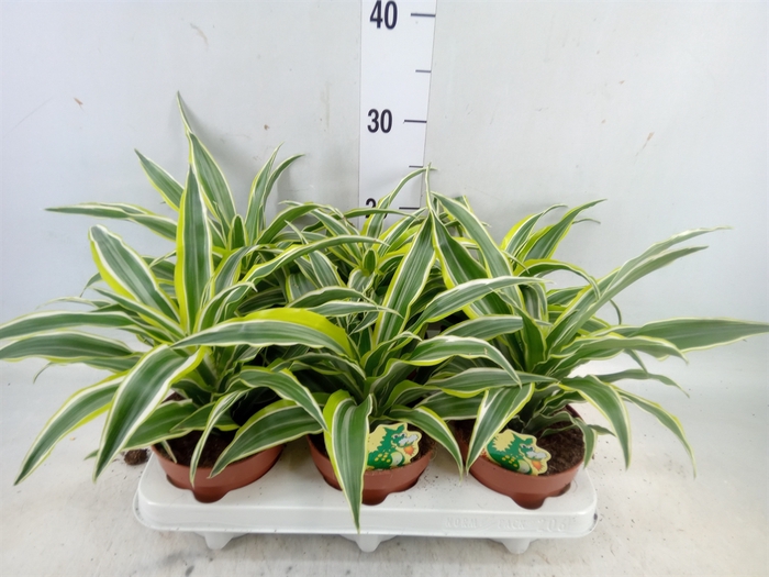 <h4>Dracaena frag. 'Surprise'</h4>