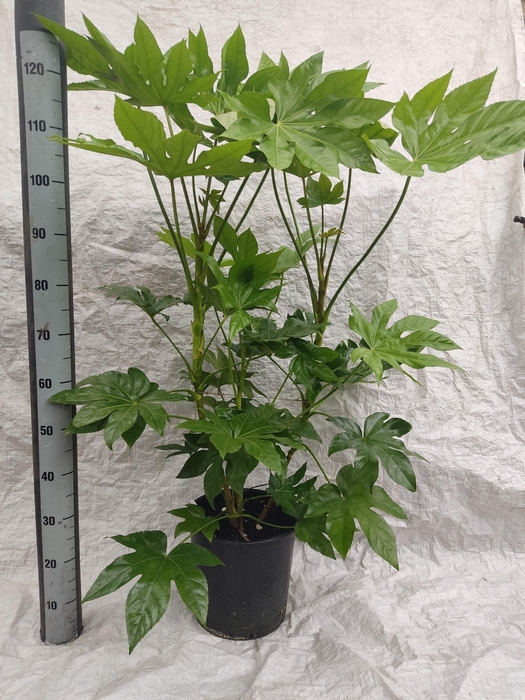 <h4>FATSIA OV</h4>