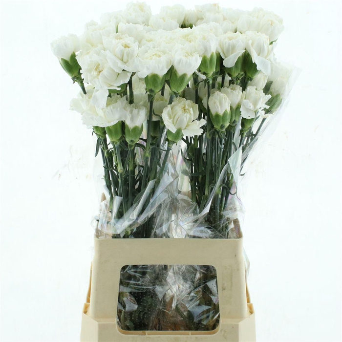 <h4>Di St Col Moonlight</h4>