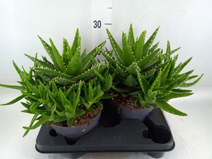 <h4>Aloe perfoliata</h4>