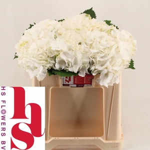 HYDR M WHITE VERENA