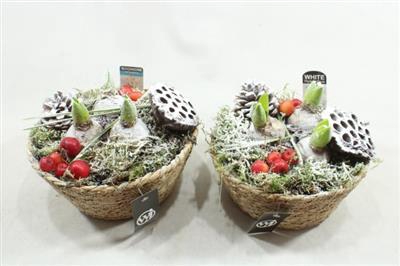 <h4>1135 MAND HYAC</h4>