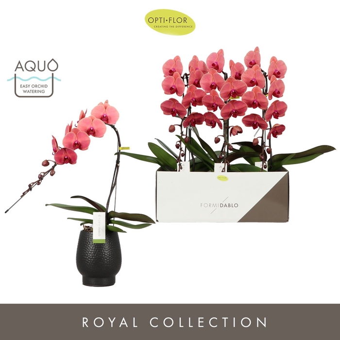 <h4>Phalaenopsis overig oranje (meerder</h4>