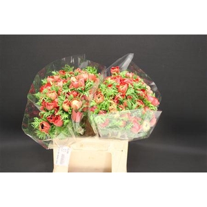 Anem Levante Red X100