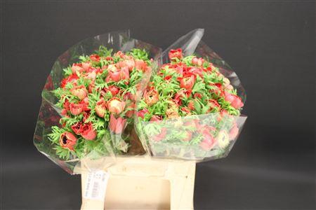 <h4>Anem Levante Red X100</h4>