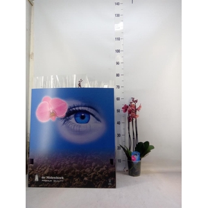 Phalaenopsis   ...mix  7