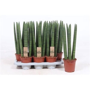 Sansevieria Straight