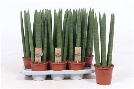 <h4>Sansevieria Straight</h4>