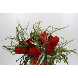 Banksia Speciosa Red