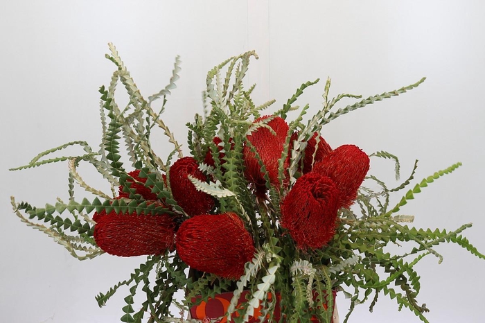 <h4>Banksia Speciosa Red</h4>