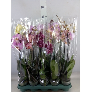 Phalaenopsis multi.   ...mix  5