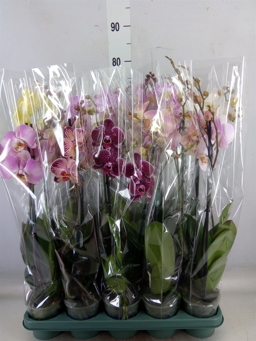 <h4>Phalaenopsis multi.   ...mix  5</h4>
