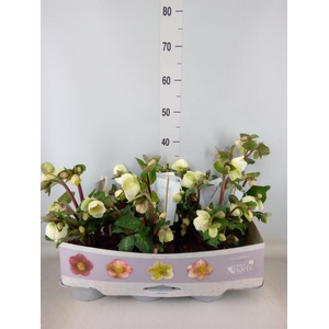 Helleborus  'Fkiss Moondance'