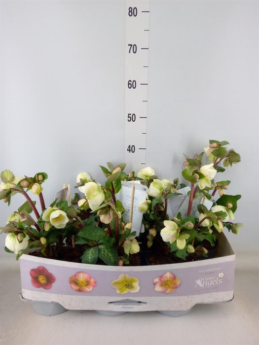 <h4>Helleborus 'Fkiss Moondance'</h4>