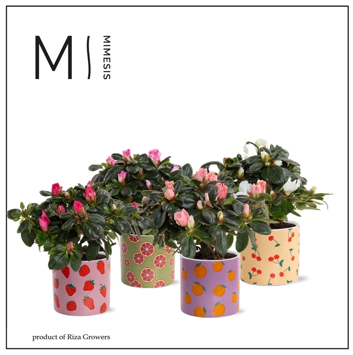 <h4>RHODO SI GEM</h4>