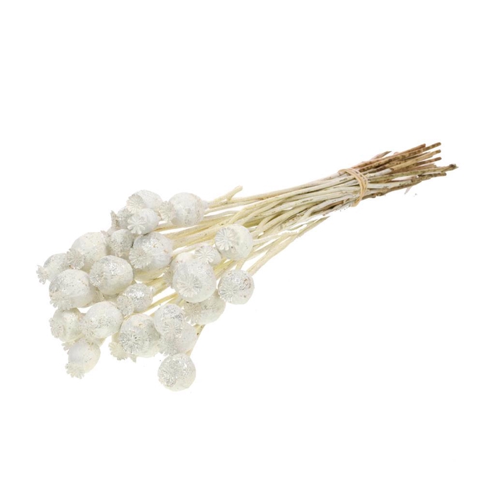 <h4>Papaver White Sil Glit</h4>