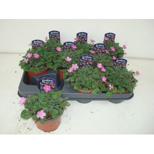 EROD X VA BISHOPS FO