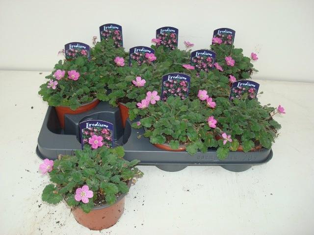 <h4>EROD X VA BISHOPS FO</h4>