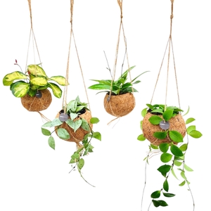 Hoya wayetii