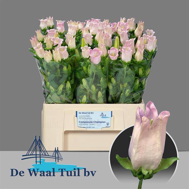<h4>Camp M Pearl Pink</h4>