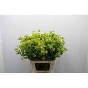 Bupleurum Rotundifol