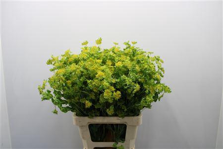 <h4>Bupleurum Rotundifol</h4>